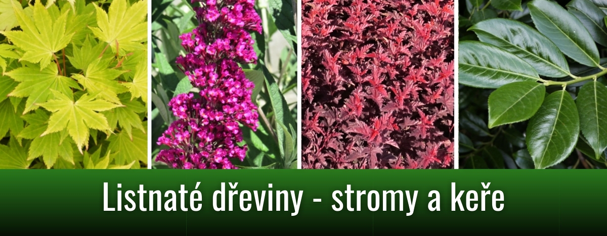 kategorie_Listnate 01OBm canva